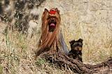 YORKSHIRE TERRIER 502